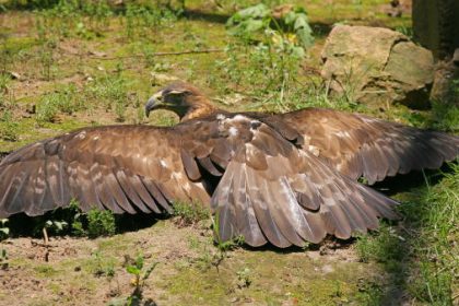 Norvège : un aigle attaque un bébé avant d’être abattu