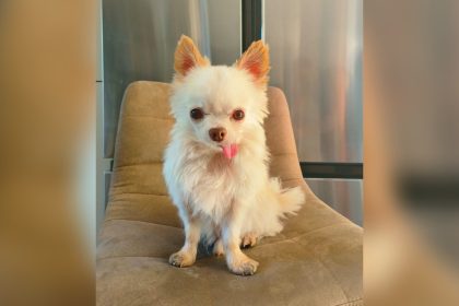 « J’ai fondu en larmes » : son chihuahua revient à la maison 7 ans après sa disparition