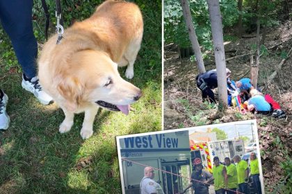 Un fidèle golden retriever refuse de quitter son propriétaire blessé à la hanche après une chute et alerte le voisinage 