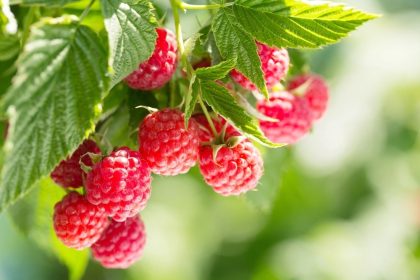 Pourquoi les framboises sont-elles le nouveau superfruit sain pour le cœur ?