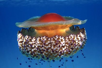 D&rsquo;énormes méduses « œuf au plat » observées en nombre près des plages de la Côte d&rsquo;Azur