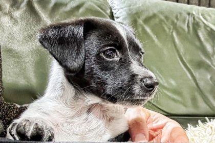 Le petit Jack Russel recueilli par des policiers pendant les JO a trouvé un nouveau foyer
