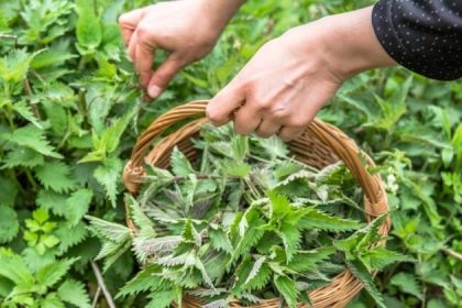 Le voyage de la modeste ortie