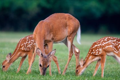 Montreuil : des défenseurs de la cause animale veulent déprogrammer l&rsquo;avant-première du film « Bambi »