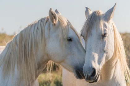 « On a cru que c&rsquo;était un AVC » : deux chevaux succombent au virus West Nile en 10 jours dans l&rsquo;Hérault
