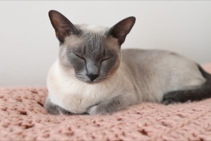 Perdu pendant deux mois, un chat parcourt 1300 kilomètres pour retrouver ses propriétaires