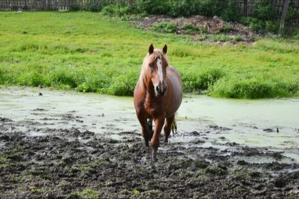 Les pompiers de l&rsquo;Oise formés au sauvetage d&rsquo;animaux peu communs et de grand gabarit