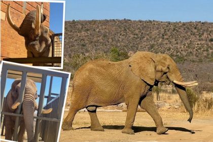 Après avoir passé 40 ans dans un cirque et avoir été enfermé dans un zoo, l’éléphant Duma arrive dans son foyer définitif