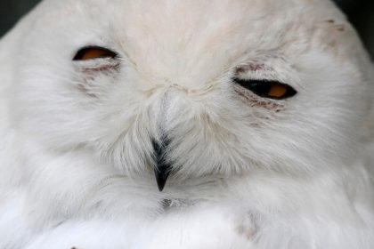 Chouette d&rsquo;or : sa cachette découverte après 31 ans de chasse au trésor