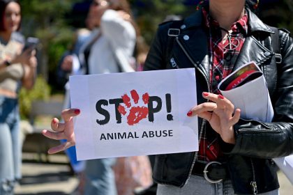 Vingt chats morts, dont 14 chatons congelés : un couple condamné à 12.500 euros d&rsquo;amende