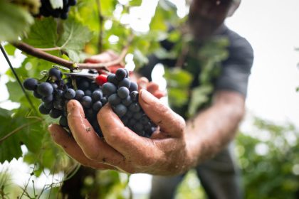Par défaut d&rsquo;une fiscalité allégée sur la transmission, la vigne française rachetée par des grands groupes