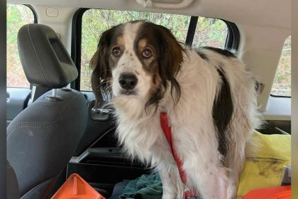 Une chienne sauve son maître en guidant la police