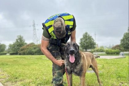 Deux personnes disparues le même jour retrouvées grâce à Charlie et Drako, d&rsquo;une équipe cynophile de gendarmerie