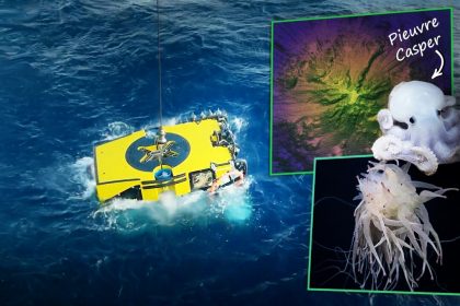 Des explorateurs découvrent un mont sous-marin à des milliers de mètres de profondeur abritant un écosystème prospère et une pieuvre rare « Casper »