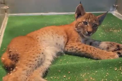 Jura : percuté par une voiture, un jeune lynx sauvé grâce à une automobiliste