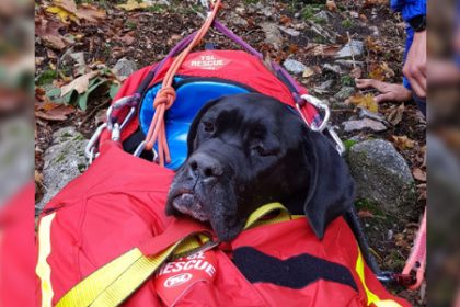 Vosges : Zeus, un chien Cane Corso coincé dans des barres rocheuses, retrouvé sain et sauf au bout d’une semaine