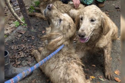 « Macabre découverte » : 72 chiens « faméliques et malades » découverts dans un élevage illégal du Morbihan