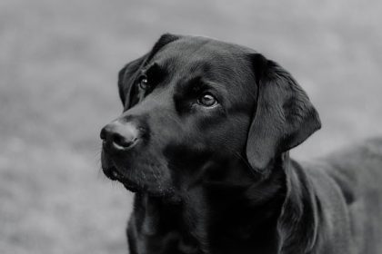 Perdue dans les bois durant 4 jours, son chien la sauve en la réchauffant, son mari retrouvé mort