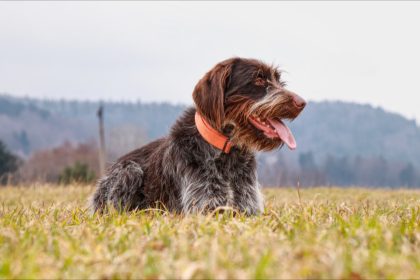 « J’ai pleuré » : une chienne fait des kilomètres pour retrouver sa propriétaire hospitalisée