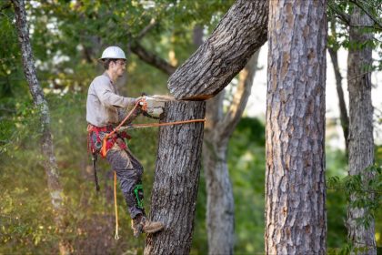 Dordogne : un homme de 57 ans placé dans le coma après la chute d&rsquo;un arbre dans son jardin