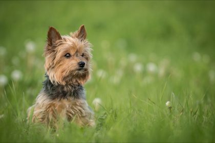 Effroi dans un camping du Var : deux gros chiens massacrent un Yorkshire sans défense à la vue de tous