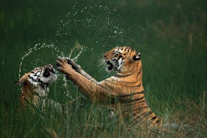 Le prix Nature’s Best Photo Awards 2024 est décerné à « Tigres du Bengale » – Découvrez quelques-unes des meilleures images