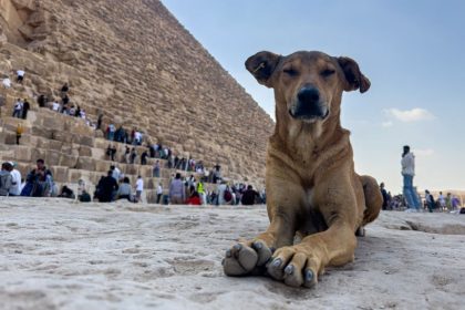 Égypte : les chiens errants des pyramides seront-ils la nouvelle attraction de Guizeh ?