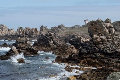 Finistère : un homard d’or, spécimen extrêmement rare, pêché sur l’île d’Ouessant