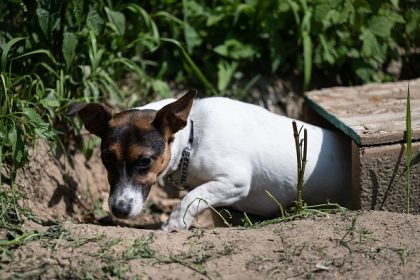 Vaucluse : une chienne retrouvée après sept mois d’errance, à 100 kilomètres de chez elle