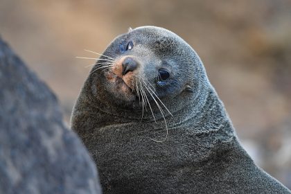 « On ne sait pas comment il est arrivé là » : la carcasse d’un phoque découverte à 2 km du littoral, dans les Côtes-d’Armor