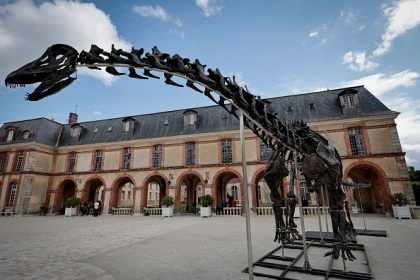 « Cette enchère est l&rsquo;une des plus élevées » : un squelette géant de dinosaure vendu six millions d&rsquo;euros dans les Yvelines