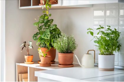 Les meilleures herbes médicinales à cultiver à l’intérieur