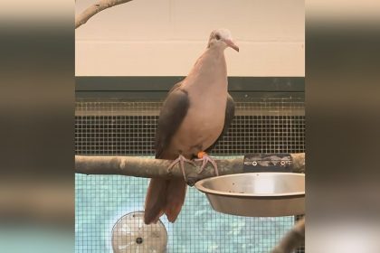 Une première : un zoo anglais réussit à élever un pigeon rose, une espèce très rare menacée d’extinction