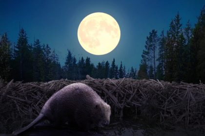 La pleine lune des castors tombera en novembre et sera la dernière superlune de l’année – ce qu’il faut savoir
