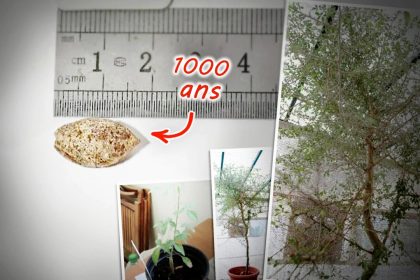 Des scientifiques cultivent une graine datant de 1000 ans trouvée dans une grotte en Israël et affirment qu’elle pourrait mener à un arbre biblique disparu