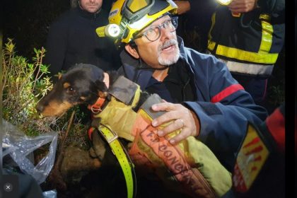 Pyrénées-Orientales : bloquée trois jours dans une cavité, une chienne sauvée grâce aux pompiers et aux spéléologues