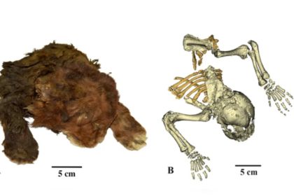 Une découverte « rare » : un chaton à dents de sabre momifié depuis 37.000 ans, retrouvé dans la glace de la toundra russe