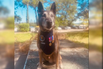 Ghost, berger malinois « casse-cou » chercheur de drogue, prend sa retraite après 12 ans de service