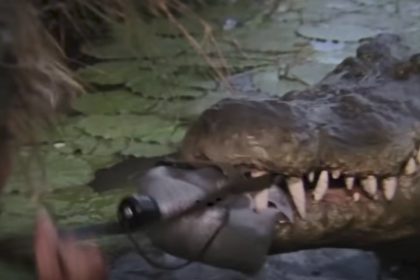 Burt, le reptile star du film « Crocodile Dundee », est mort à l&rsquo;âge de 90 ans