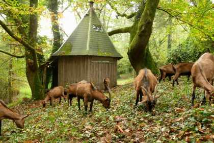 Lactation continue : l’éleveur qui pousse le bien-être animal à un niveau encore plus haut