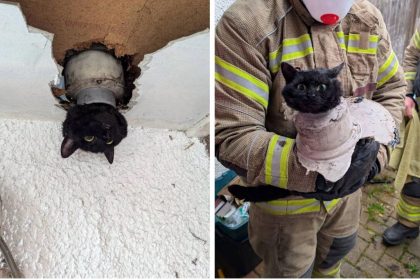 John, la chatte qui s’est coincée dans un tuyau et a été secourue par les pompiers