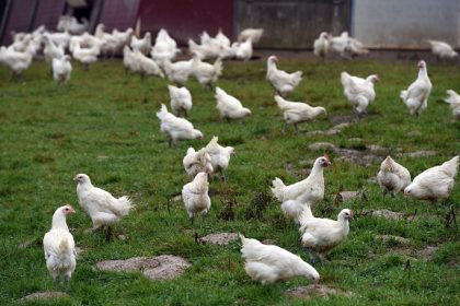 Jura : un éleveur se fait voler plus d’une centaine de poulets juste avant Noël, un préjudice estimé à 6000 euros