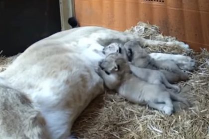 Une première en 17 ans : naissance de trois lionceaux d’une espèce en déclin dans un zoo en Angleterre