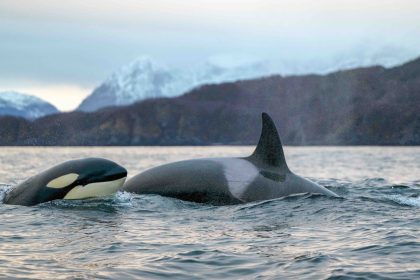 Tahlequah, la maman orque qui avait poussé son bébé mort-né pendant 17 jours, est à nouveau mère