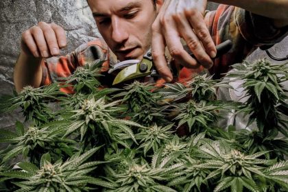 Une étude établit un lien entre la consommation de cannabis à forte dose et les modifications de l&rsquo;ADN, ainsi que la psychose