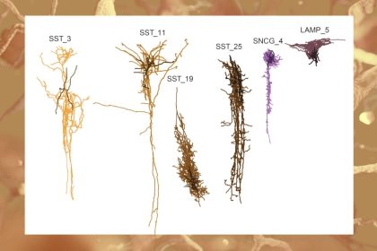 La « phase silencieuse » de la maladie d&rsquo;Alzheimer commence des décennies avant l&rsquo;apparition des symptômes