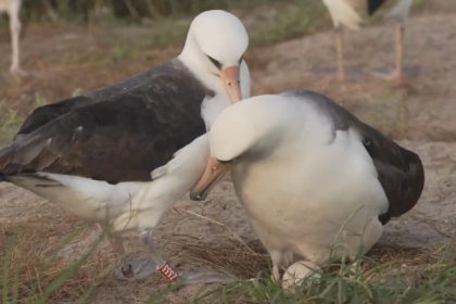 Cet albatros, connu pour être le plus vieil oiseau sauvage au monde, vient de pondre un œuf à l’âge de 74 ans