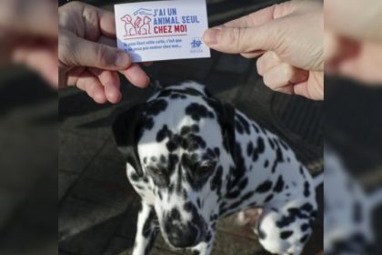 Amiens : vos animaux pris en charge en cas d’hospitalisation, avec la carte « J’ai un animal seul chez moi »