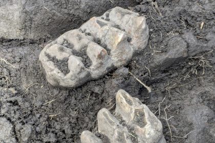 États-Unis : il déterre une mâchoire de mastodonte vieux de 11.000 ans en jardinant