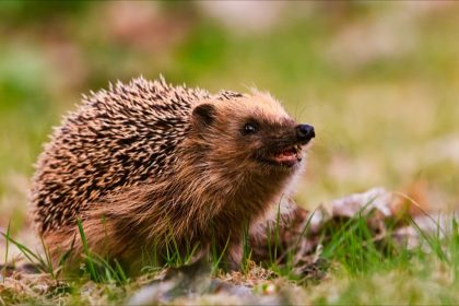 Une nouvelle espèce rare, le « hérisson vampire », découverte en Asie